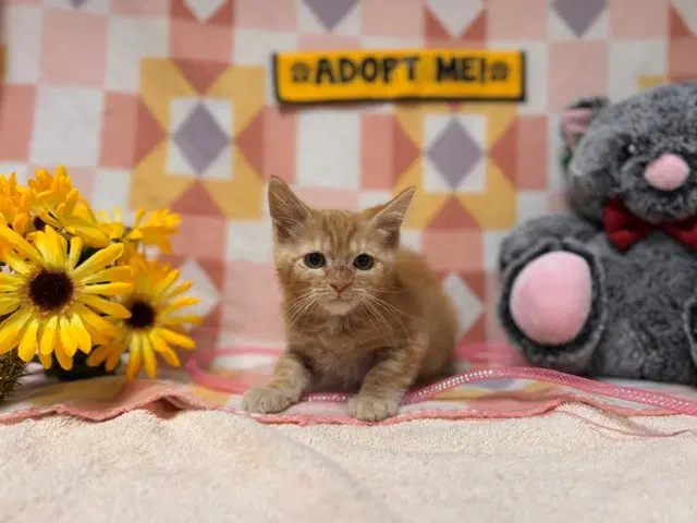 Dustin - Domestic Short Hair