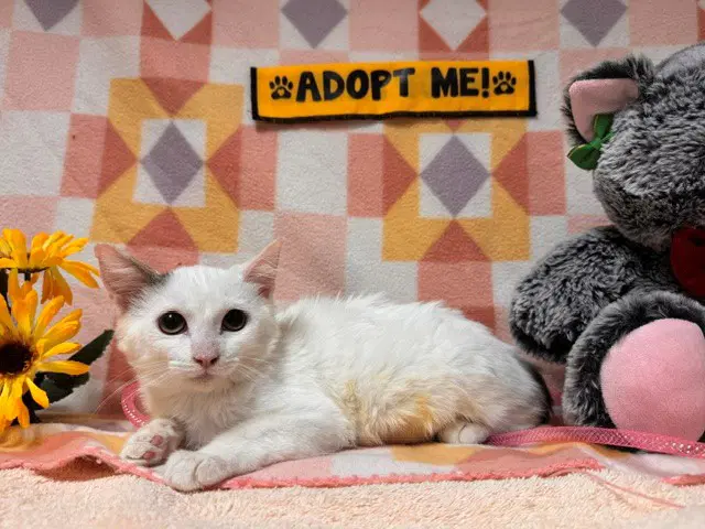 Annie - Domestic Short Hair