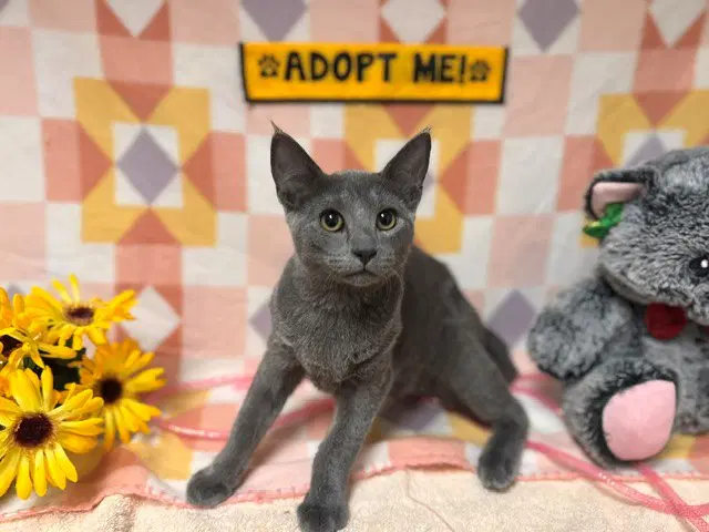 Chanel - Domestic Short Hair
