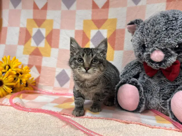 Eva - Domestic Short Hair