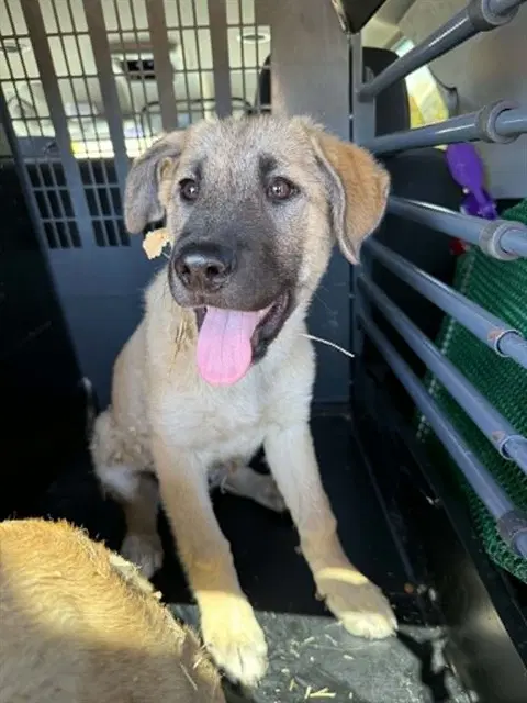 Eve - Anatolian Shepherd