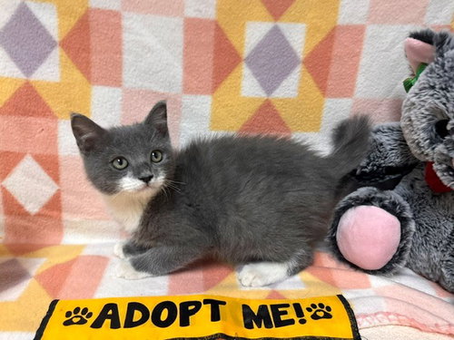 picture of the cat needing adoption