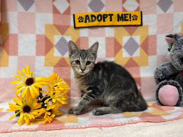 Tomone - Domestic Short Hair