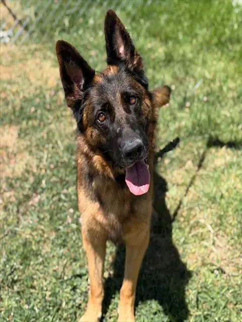 Connie - German Shepherd Dog