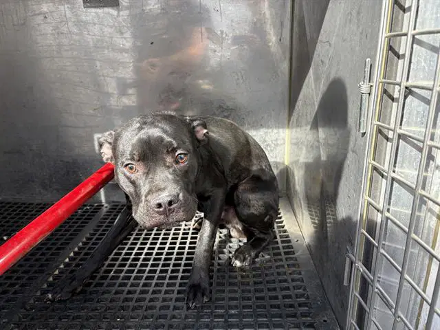 Sheldon - Pit Bull Terrier