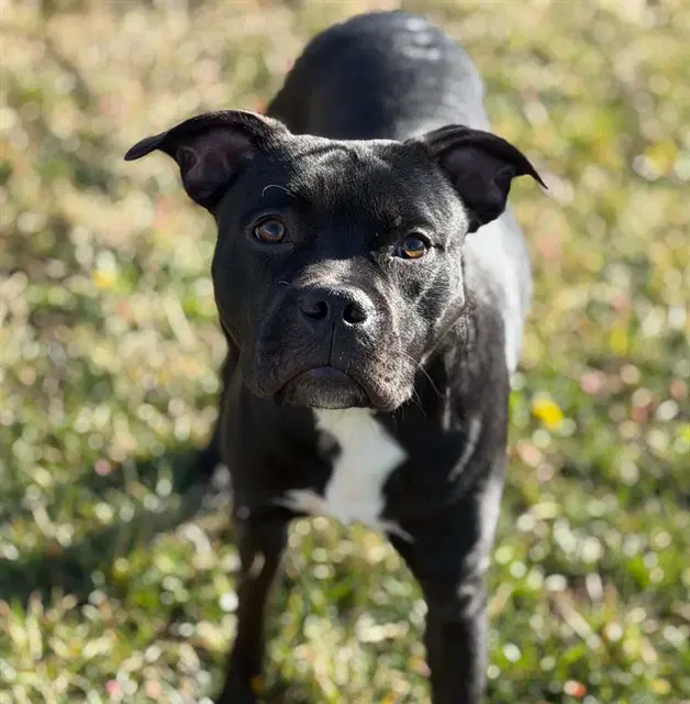 Sheldon - Pit Bull Terrier