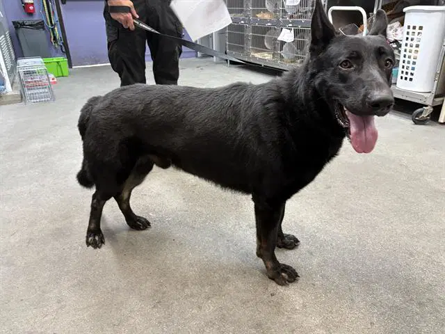 Saint - German Shepherd Dog
