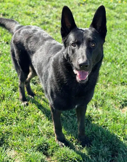 Saint - German Shepherd Dog