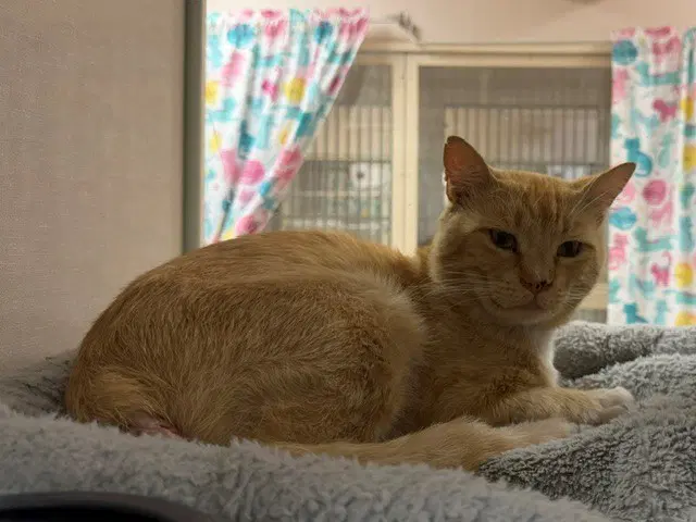 Motts - Domestic Short Hair