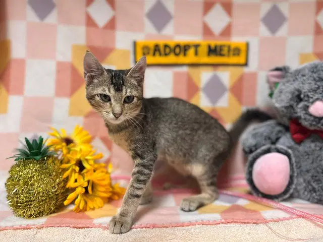 Robin - Domestic Medium Hair