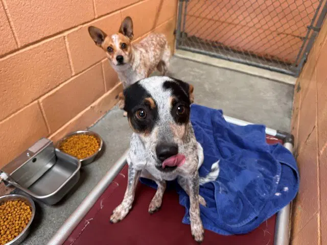 Aladdin - Australian Cattle Dog/Blue Heeler