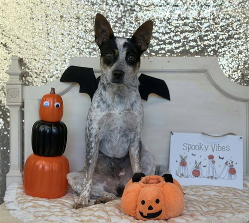 ALADDIN, a dog for adoption from Solano County Sheriff's Office Animal Care Division