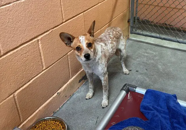 Simba - Australian Cattle Dog/Blue Heeler