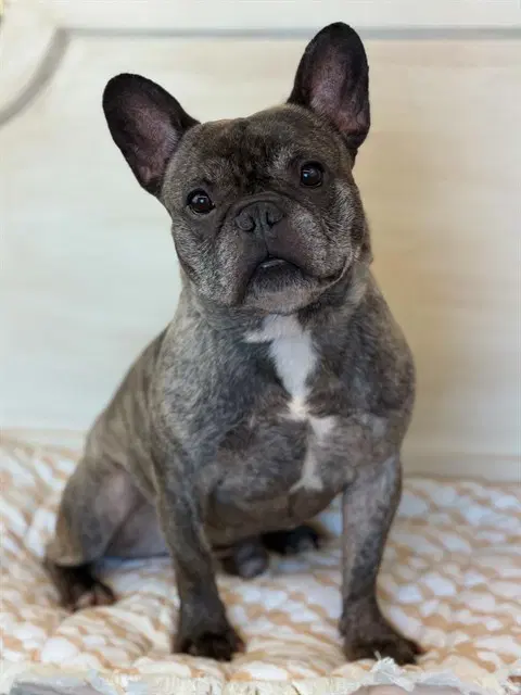 Tyson - French Bulldog