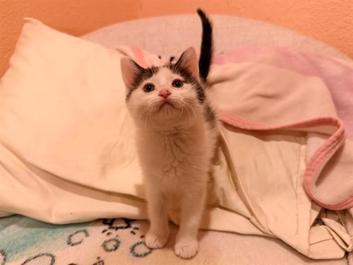 picture of the cat needing adoption