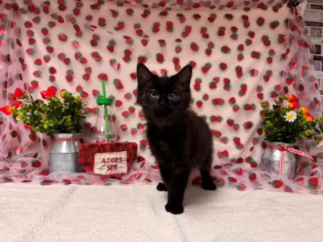Coco image 1