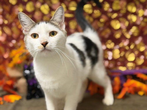 KIKI, a cat for adoption from Solano County Sheriff's Office Animal Care Division