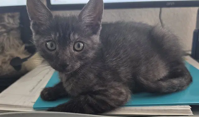 Dutch - Domestic Short Hair