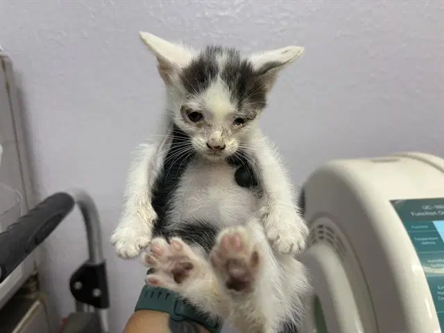 Huey - Domestic Short Hair