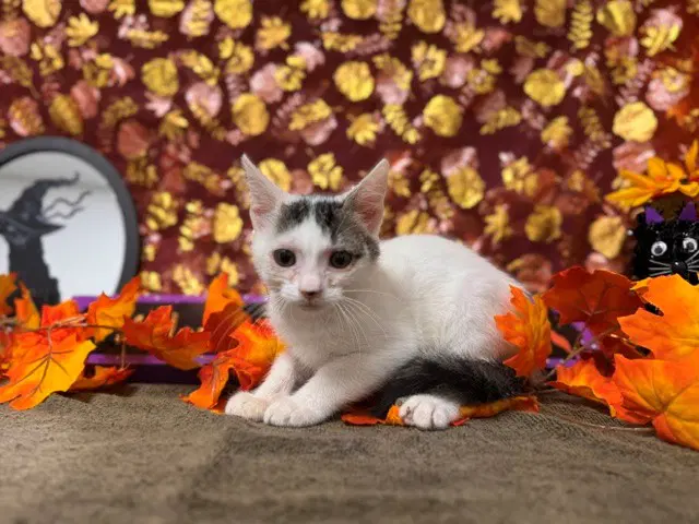 Huey - Domestic Short Hair