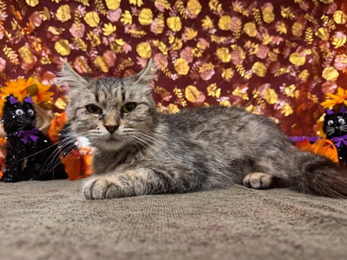 HONEY, a cat for adoption from Solano County Sheriff's Office Animal Care Division