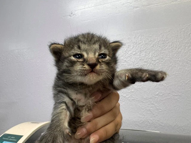 Hazel