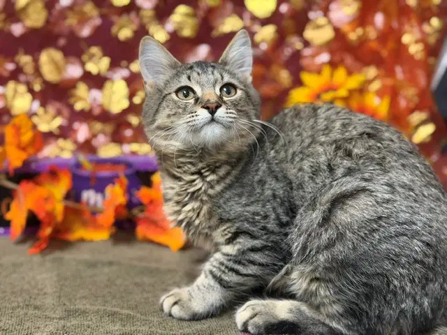 Hazel - Domestic Short Hair