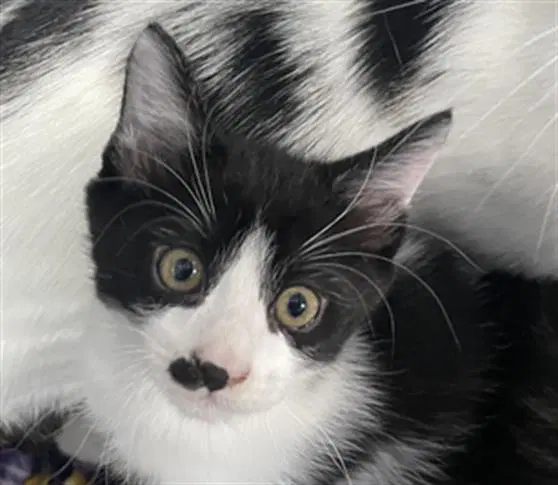 Charlie - Domestic Short Hair