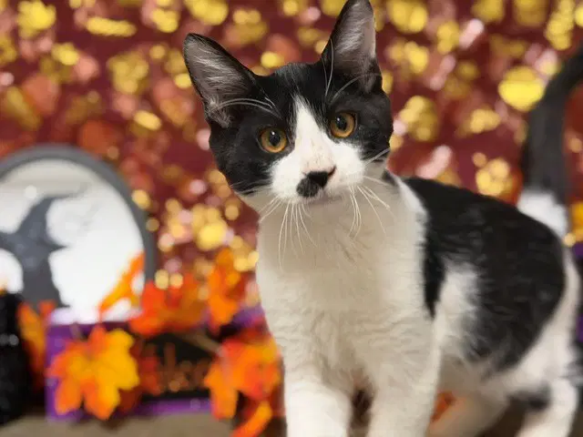 Charlie - Domestic Short Hair