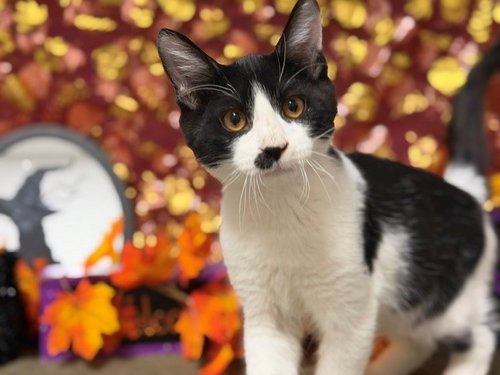 CHARLIE, a cat for adoption from Solano County Sheriff's Office Animal Care Division