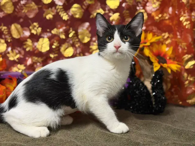 Lizzy - Domestic Short Hair