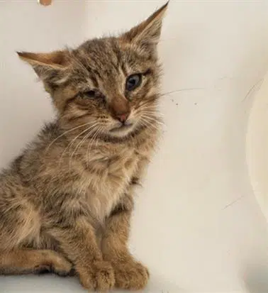 Sienna - Domestic Short Hair