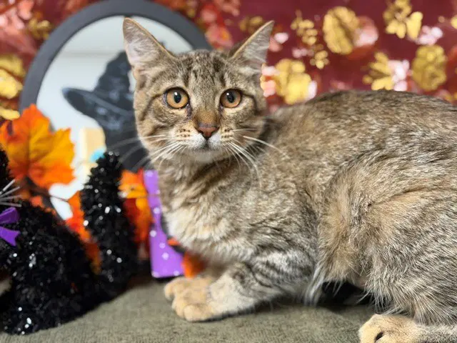 Sienna - Domestic Short Hair