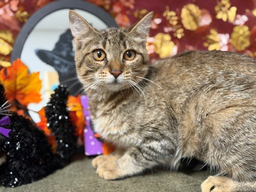 SIENNA, a cat for adoption from Solano County Sheriff's Office Animal Care Division