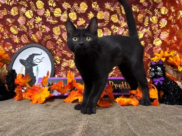 Eva - Domestic Short Hair