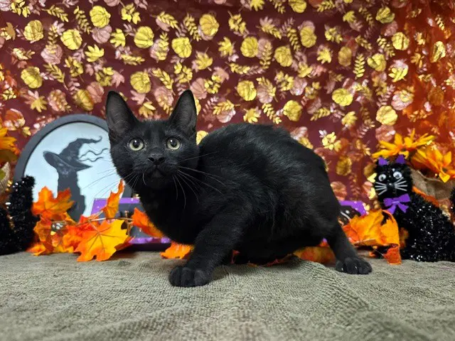 Dex - Domestic Short Hair