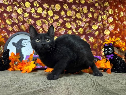 DEX, a cat for adoption from Solano County Sheriff's Office Animal Care Division