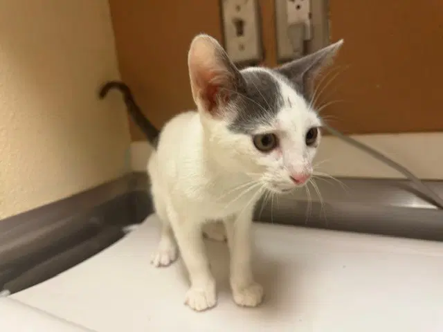 Fernando - Domestic Short Hair