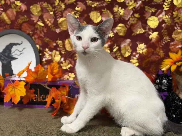 Fernando - Domestic Short Hair