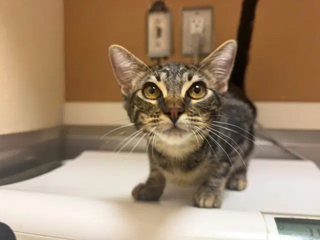 Trudy - Domestic Short Hair