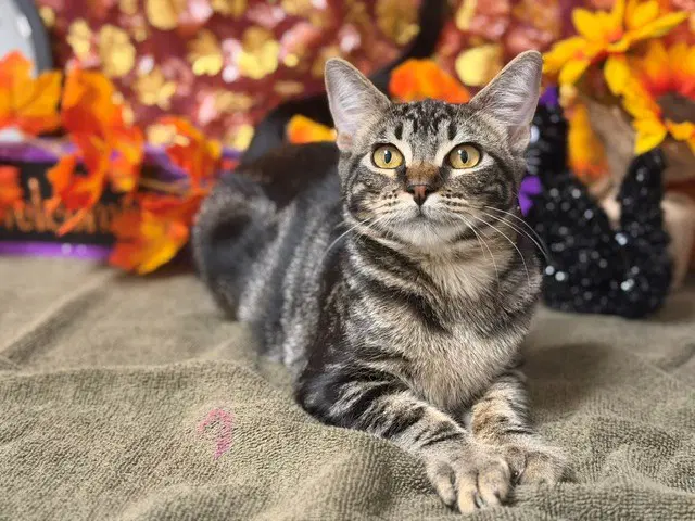 Trudy - Domestic Short Hair