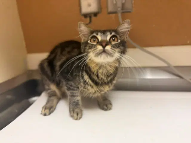 Hilda - Domestic Short Hair