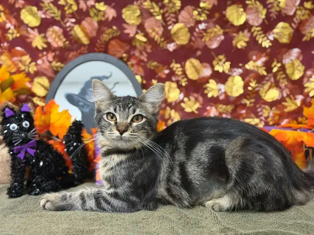 Hilda - Domestic Short Hair