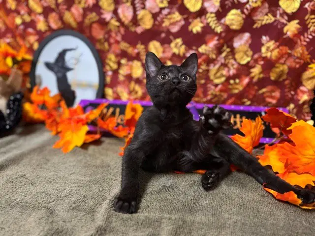 Aly - Domestic Short Hair