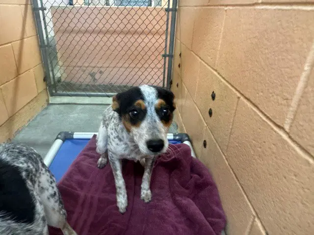 Nala - Australian Cattle Dog/Blue Heeler