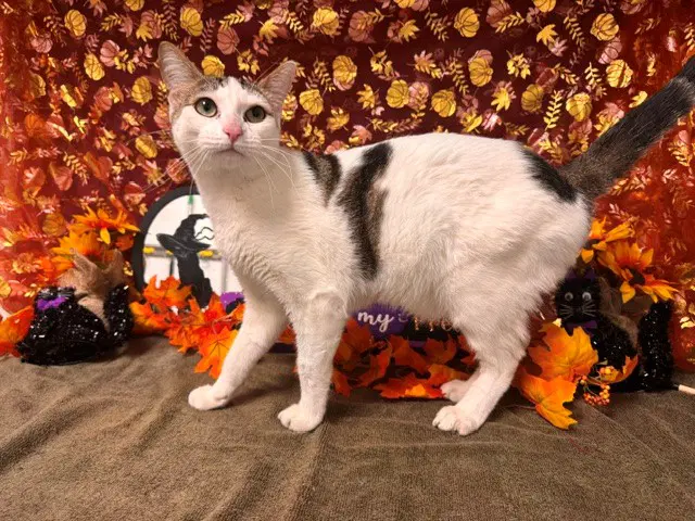 Marble - Domestic Short Hair