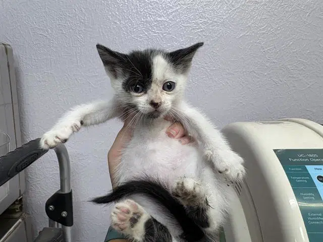 Spider-Man - Domestic Short Hair