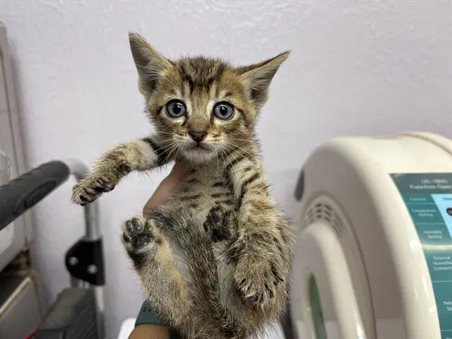 Sand Man - Domestic Short Hair