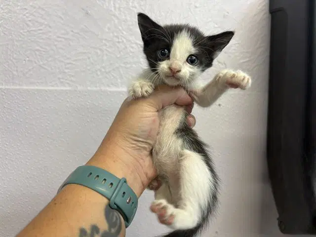 Frank - Domestic Short Hair