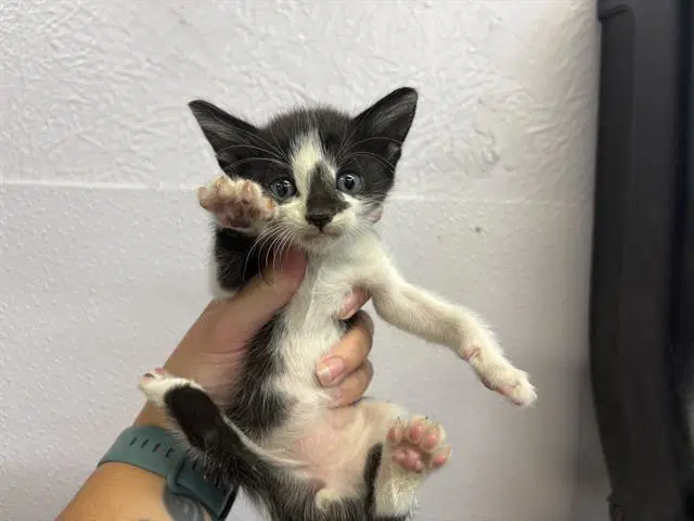 Beans - Domestic Short Hair